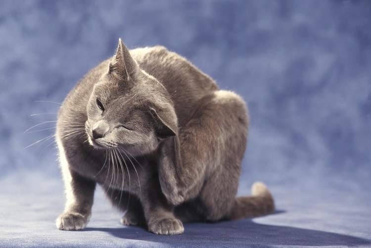 Dermatose du chat une maladie qui créé des démangeaisons